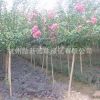供應美國火箭紅紫薇 紅花紫薇樹 庭院別墅綠化風景行道樹木