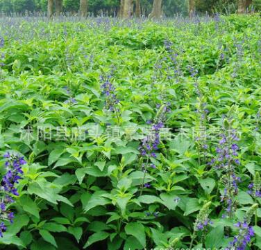 批發花草鼠尾草藍花鼠尾草 園林綠化花卉藍花鼠尾草