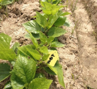 夏季苗——果桑嫁接苗九曲龍桑