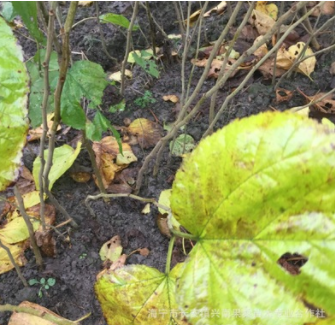 供應(yīng)果桑苗大十桂花蜜果桑