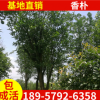 基地直銷香樸苗木 防沙香樸 優良胸徑15---30cm移栽香樸