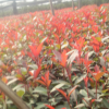 長年低價大量供應紅葉石楠插扦苗