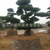 優良羅漢松供應 羅漢松 批發羅漢松 原生 羅漢松易存活