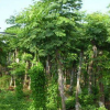 產地直銷 供應各類優良規格欒樹 可定制