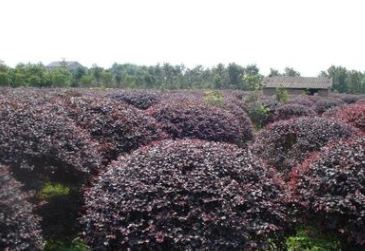 大量供應紅花繼木毛球 批發出售