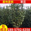 浙江綠化苗木茶花樹 獨桿茶花樹型易成活茶花樹價格優惠規格齊全