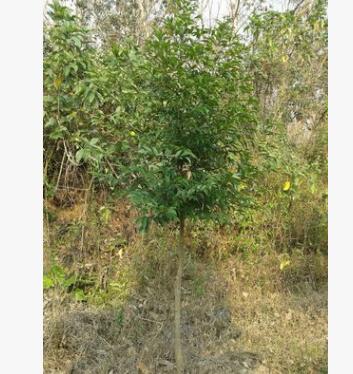 供應綠化苗——桂花