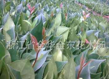 供應(yīng)六角大紅茶花扦插苗 六角大紅茶花小苗 茶花樹苗 綠化苗木