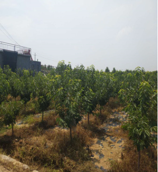 銷售車厘子櫻桃苗 當年可結果 一年生櫻桃苗價格 免費提供技術