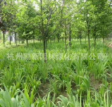 鳶尾 、細徑針茅、 黃花 紅花 水生植物基地直銷批發