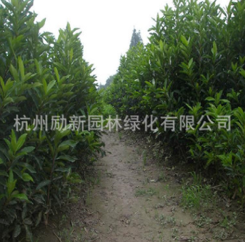 批發法國冬青 青珊瑚 規格齊全 基地直發 量大從優