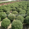 基地直銷 龜甲冬青 大葉黃楊 盆栽 毛球 規(guī)格齊全 綠化工程