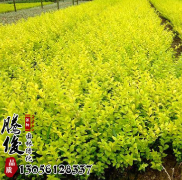 基地直銷金葉水蠟苗 金葉水蠟工程苗 量大優(yōu)惠 低價(jià)批發(fā) 量大從優(yōu)