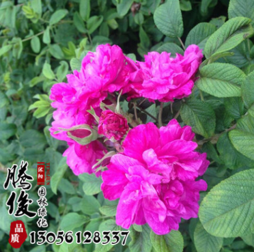 基地直銷四季玫瑰小苗 大花高產(chǎn) 品種月季花苗 可盆栽工程綠化