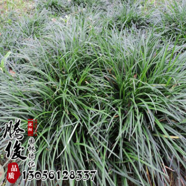 基地直銷正宗日本矮麥冬草 玉龍草 四季常青長(zhǎng)不高 耐踐踏