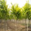 【苗圃直銷】金葉榆 中華金葉榆樹 美人榆樹苗 批發各種綠化植物