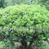 特價批發優質海桐球 工程綠化用苗 四季常青 成活高 價格優惠