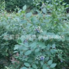 5年以上兔眼藍莓大苗 100-160cm高度 全國便宜處理
