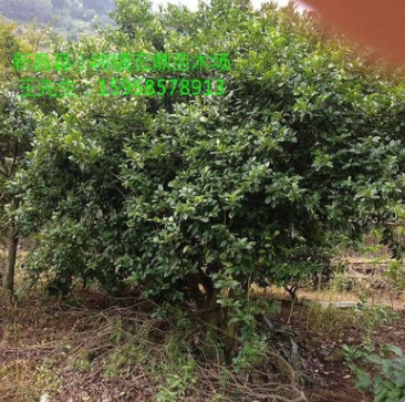 供應一棵大含笑球 p3米以上低價處理