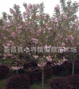 批發 櫻花 櫻花樹 櫻花苗 風景樹種類 綠化樹苗 園林景觀8cm