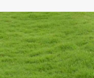 混播草籽 黑麥草混播草籽 耐寒 易生長 綠化苗木