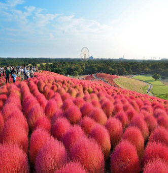 紅葉地膚種籽綠化景觀(guān)花海量大優(yōu)惠品種齊全可以貨到付款