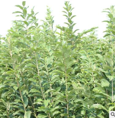 高產地栽板栗樹苗 品種純正紅光板栗樹苗 現挖現賣板栗樹苗