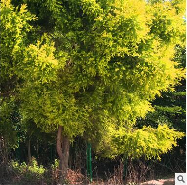 福建黃金香柳/寶樹樹苗批發 | 園林綠化工程苗木基地直銷