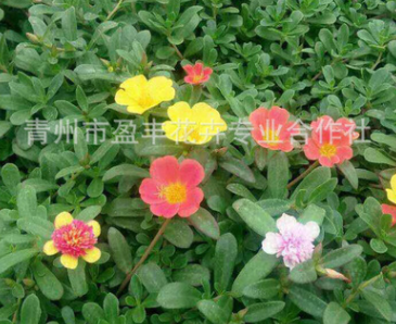 批發太陽花 山東青州草花 基地直銷 精品太陽花 量大從優