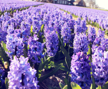 青州基地直銷 花壇薰衣草盆栽 宿根花卉薰衣草 紫色花草