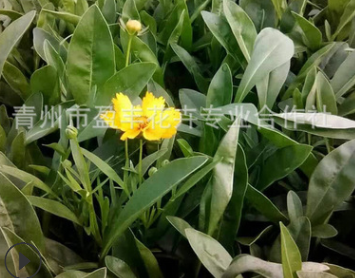 批發 草花花卉種子 大花金雞菊 重瓣金雞菊 基地直批 低價