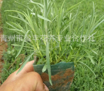 低價批發(fā)石竹 地被石竹 青州宿根花卉 盆栽 基地直銷 量大從優(yōu)