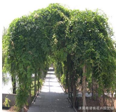 基地直銷紫藤樹苗 庭院別墅美化 多花紫藤苗