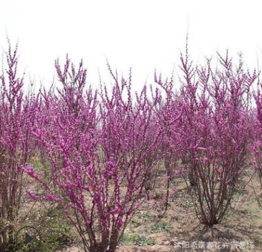 批發綠化苗木風景樹 紫荊苗 紫荊樹苗 滿條紅樹苗庭院觀花植物