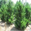 常綠灌木龍柏柱株高1-5米龍柏柱冠幅40-120cm規(guī)格