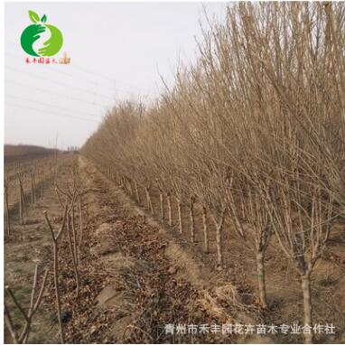 禾豐園苗木 叢生木槿培育銷售 綠化樹苗批