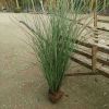 水生植物 細葉芒 湖南苗圃供應細葉芒 易成活 量大優惠