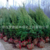 大量供應(yīng)檜柏苗 蜀儈苗 綠化工程苗木批發(fā)柏樹(shù) 量大優(yōu)惠