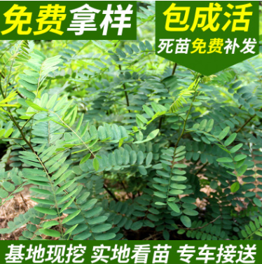 紫穗槐 紫穗槐小苗 叢生紫穗槐 園林綠化苗木 防沙固坡植物