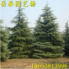 四季常青雪松樹苗 園林綠化雪松苗 長期供應優質綠化雪松苗