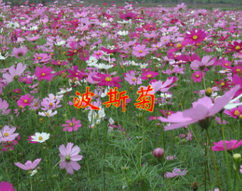 波斯菊種 波斯菊 價格批發盆栽花卉 價格優惠 易栽培 庭院混色