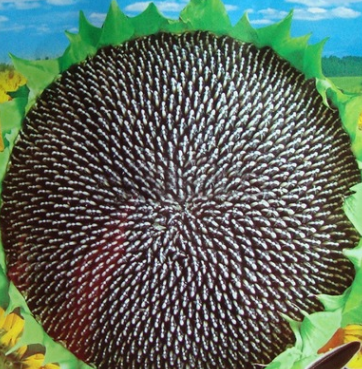 食用向日葵種子 花盤極大 四季可播易種 陽臺盆栽 容易植物