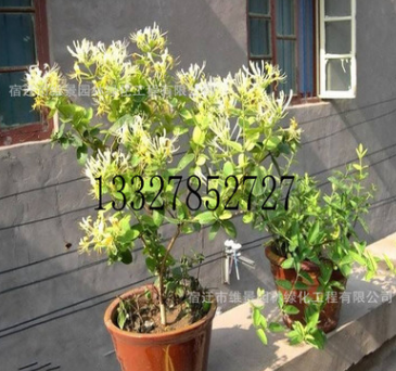 金銀花盆栽苗,金銀花樹苗 攀援藤本花卉 金銀花3年苗，當年開花苗