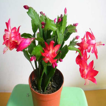 蟹爪蘭 大苗 帶根發(fā)貨 盆栽蟹爪蘭花苗 蟹爪蘭盆景蟹爪花蘭當(dāng)年開