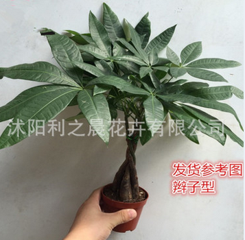 基地批發綠植盆栽 發財樹室內盆栽 三干發財樹甲醛綠色環保