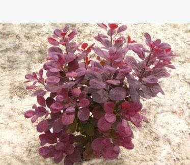 批發綠化苗木紅櫨苗 正宗美國紅櫨苗 大小規格紅櫨苗