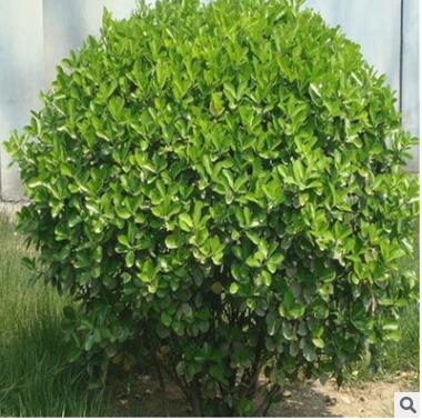 汶澤苗木基地自產自銷四季常青苗木冬青苗 園林綠化冬青苗規格全