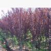 山東速生紫葉李樹苗批發 2-5公分紫葉李樹苗 根系發達