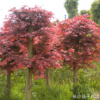 直銷園林工程綠化苗木 紅楓 紅楓樹 各種規格紅楓樹 切桿紅楓