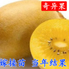 獼猴桃樹苗南方北方種植紅心奇異果果樹苗盆栽地栽嫁接苗當年結果